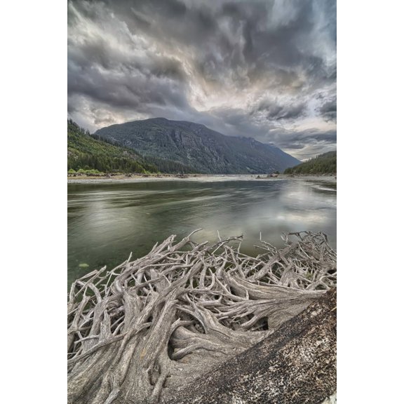 Roots from an old stump along the shores of Buttle Lake Strathcona Provincial Park British Columbia Canada Canvas Art - Robert Postma Design Pics (24 x 38)