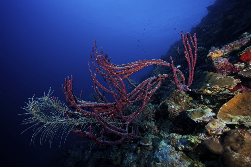 Rope sponges on a deep reef off the cosat of Bonaire Canvas Art - Terry MooreStocktrek Images (18 x 12)