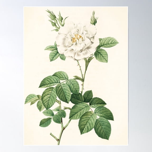 Rosa Alba Flore Pleno Poster Wall Art, Modern Wall Decor For Living Room Bedroom, 24x36 UNFRAMED
