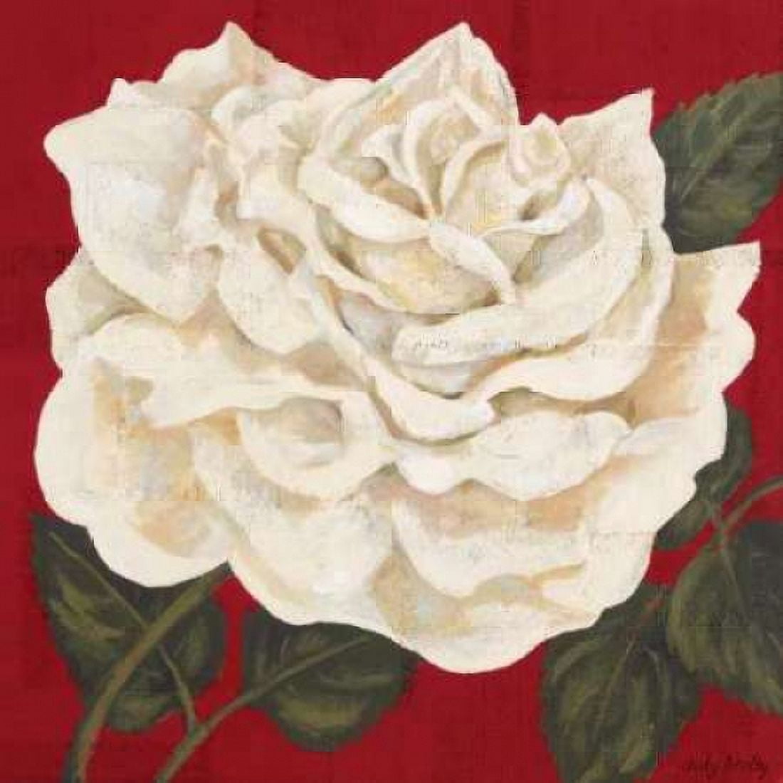 Rosa Blanca Grande I Canvas Art - Judy Shelby (24 x 24)