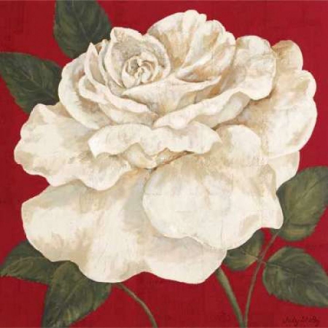 Rosa Blanca Grande II Canvas Art - Judy Shelby (24 x 24)