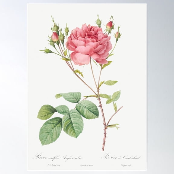 Rosa Centifolia Anglica Rubra – Pierre Joseph Redouté | Vintage Floral Illustration Poster Wall Art, Modern Wall Decor For Living Room Bedroom, 8x12 UNFRAMED