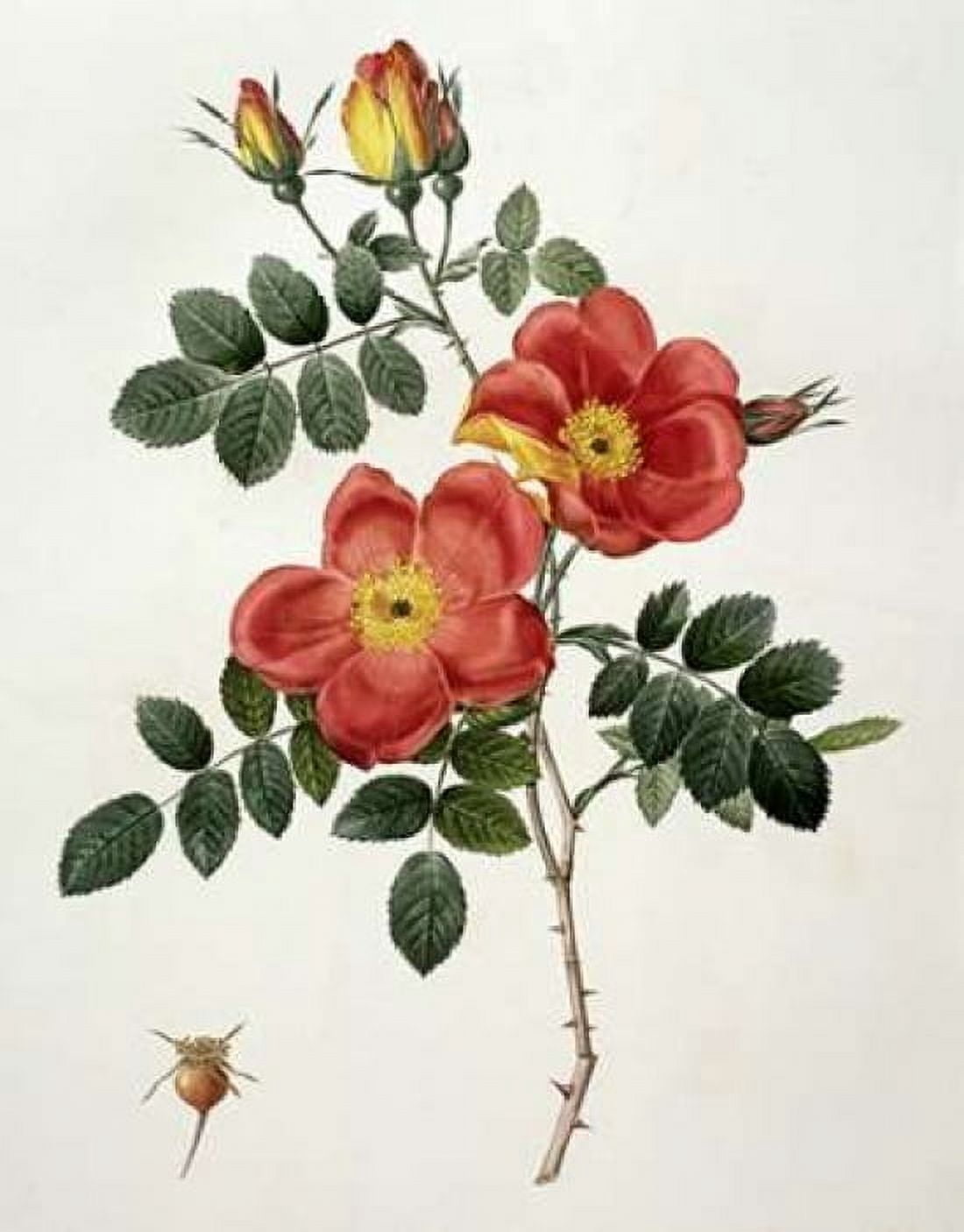 Rosa Eglanteria - Punicea Canvas Art - Pierre Joseph Redoute (22 x 28)