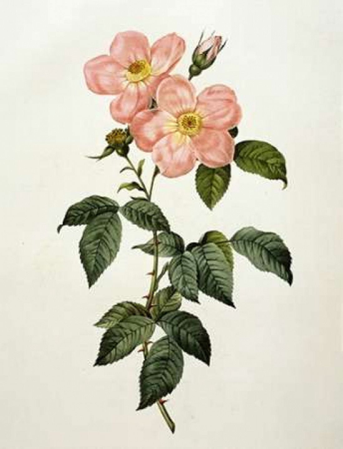 Rosa Indica Frangras - Flora Simplici Canvas Art - Pierre Joseph Redoute (18 x 24)