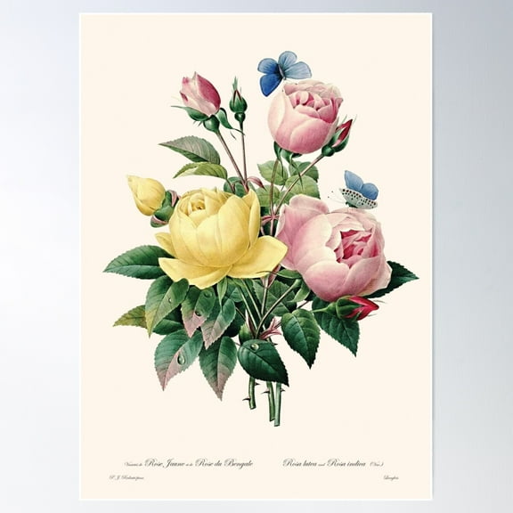 Rosa Lutea And Rosa Indica | Lady Banks Rose And Cyme Rose | Pierre Joseph Redouté | Vintage Botanical Art Print Poster Wall Art, Modern Wall Decor For Living Room Bedroom, 16x24 UNFRAMED