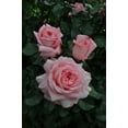 thumbnail image 1 of Rosa Savannah 10IN PTO, 1 of 4