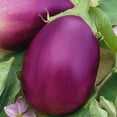 thumbnail image 1 of Rosalina F1 Hybrid Eggplant Seeds - 1 Oz ~6500 Seeds - Non-GMO, F1 Hybrid - Vegetable Garden - Solanum melongena, 1 of 1
