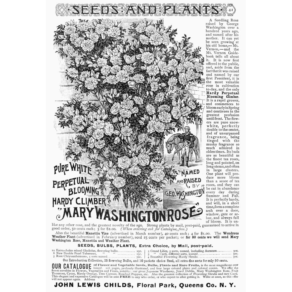 Rose Advertisement 1890. Namerican Newspaper Advertisement For John