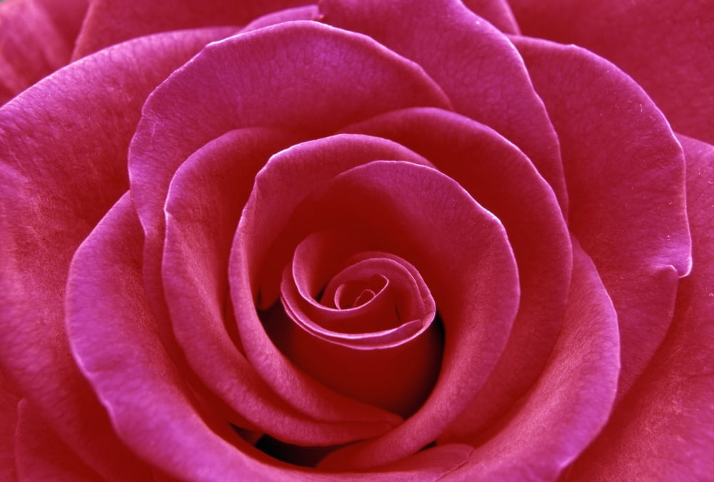 Rose Blossom Canvas Art - Natural Selection Chris Pinchbeck Design Pics (36 x 24)