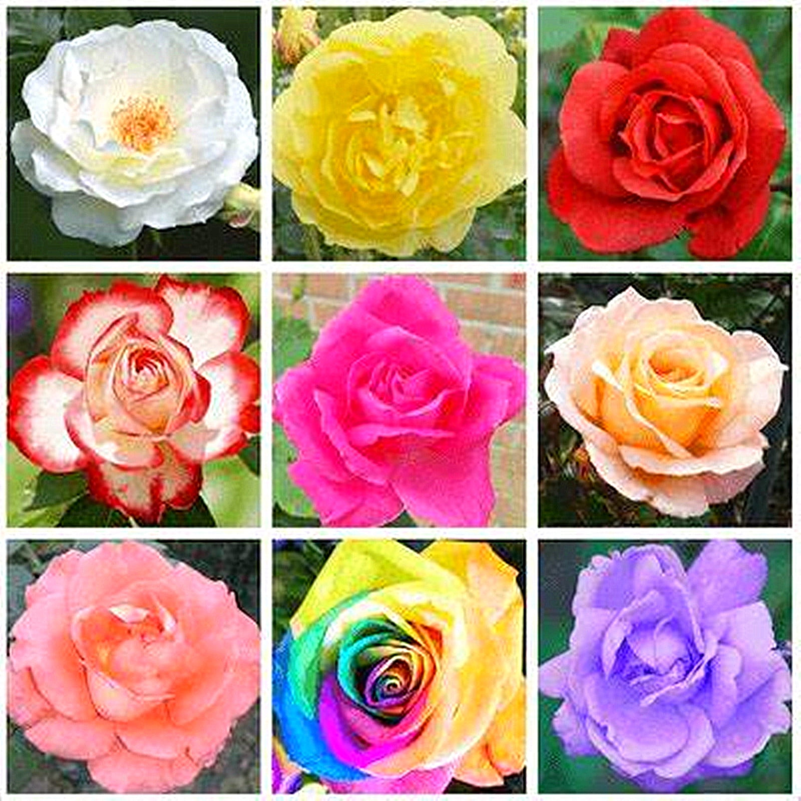 Rose Bulbs, Climbing Plants, Rose Plants Ready To Plant, Roses ...