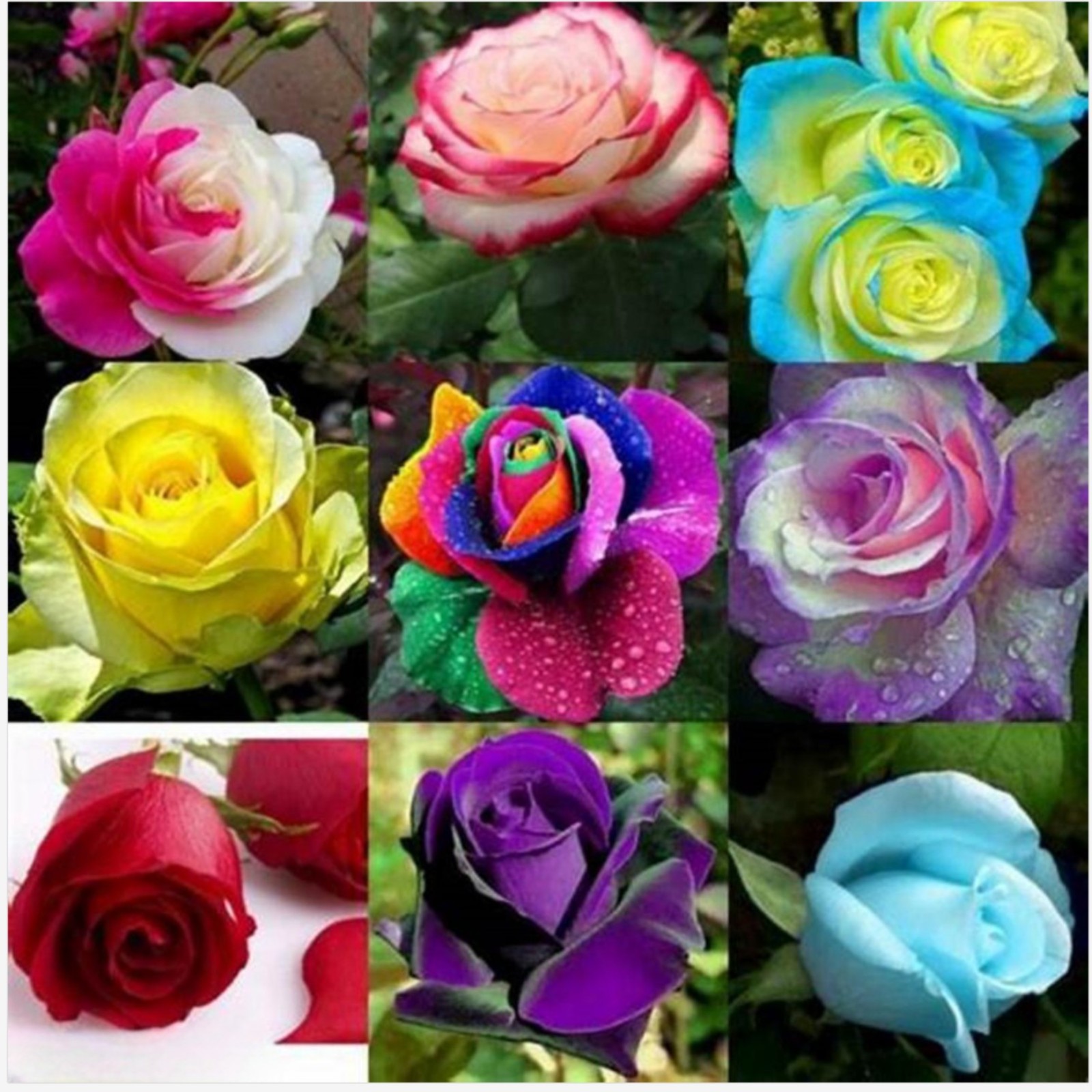 Rose Bulbs For Planting Outdoors,Rose Bulbs To Plant,Rose Plants Live
