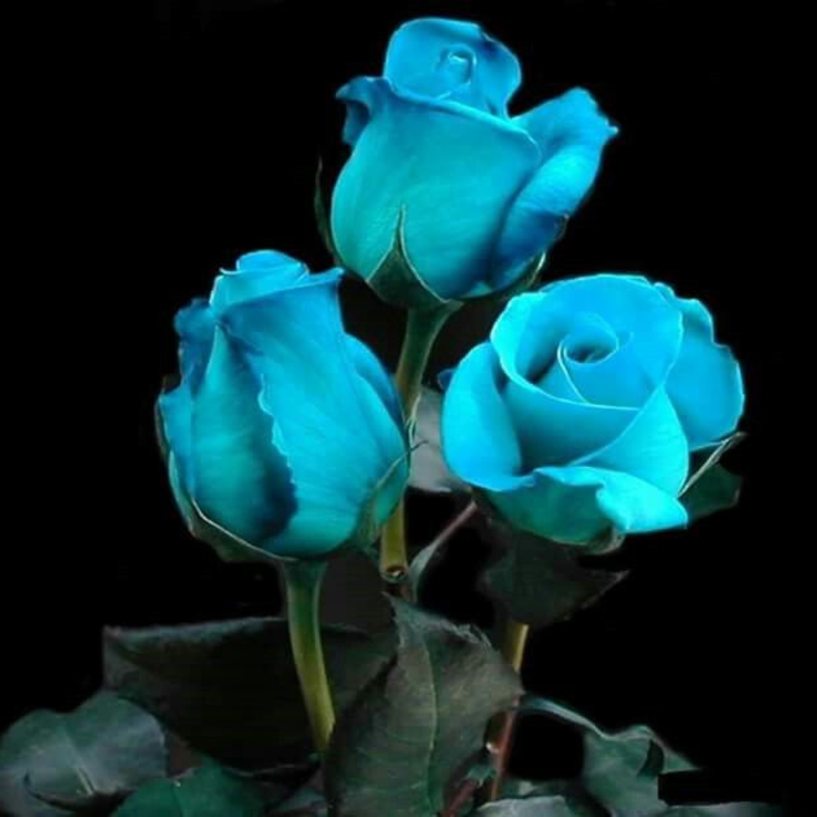 Rose Bulbs For Planting Outdoors Roses Are Highly Adaptable. Roses