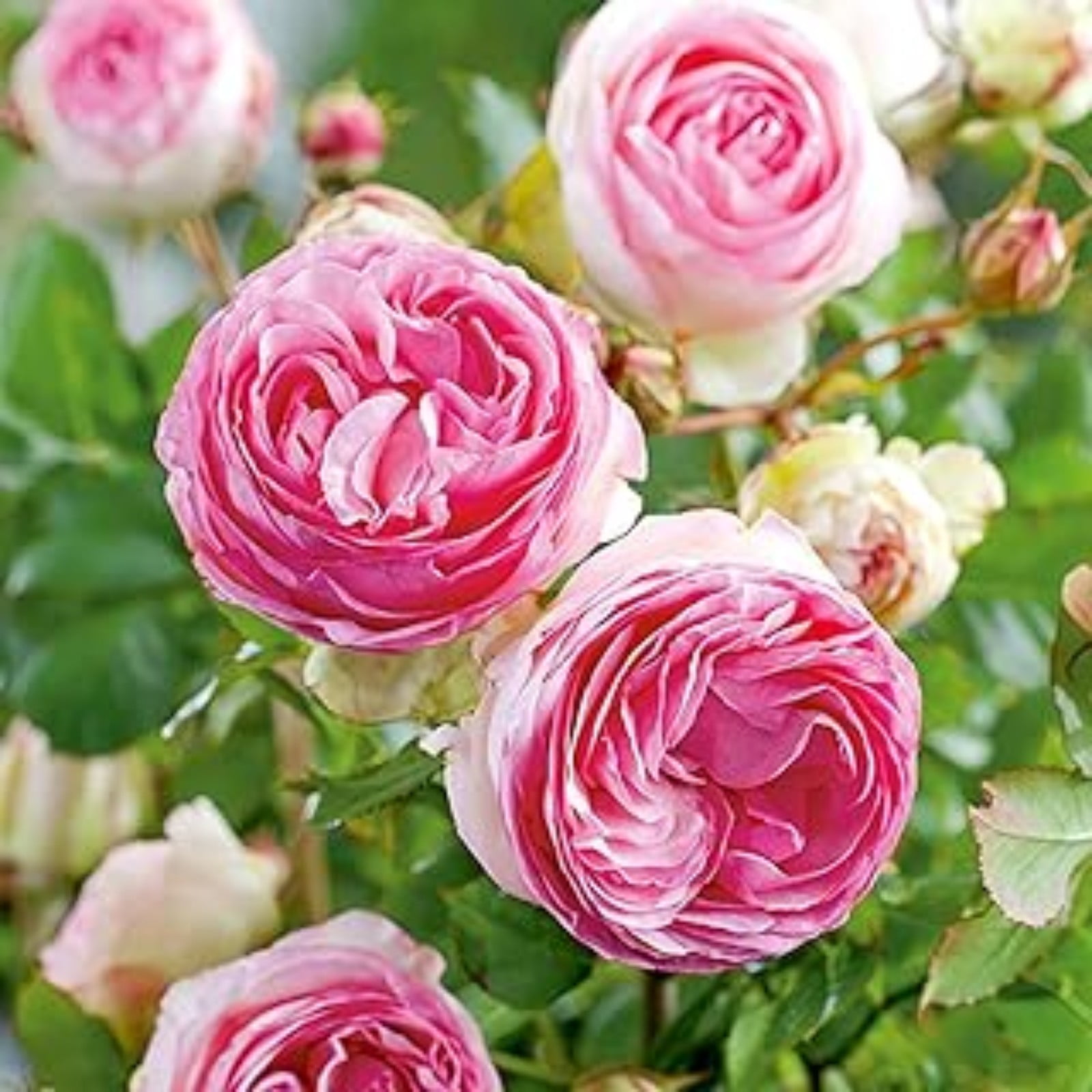 Rose Bulbs For Planting Rose Plants Ready To Plant Delicate Rose Bulbs