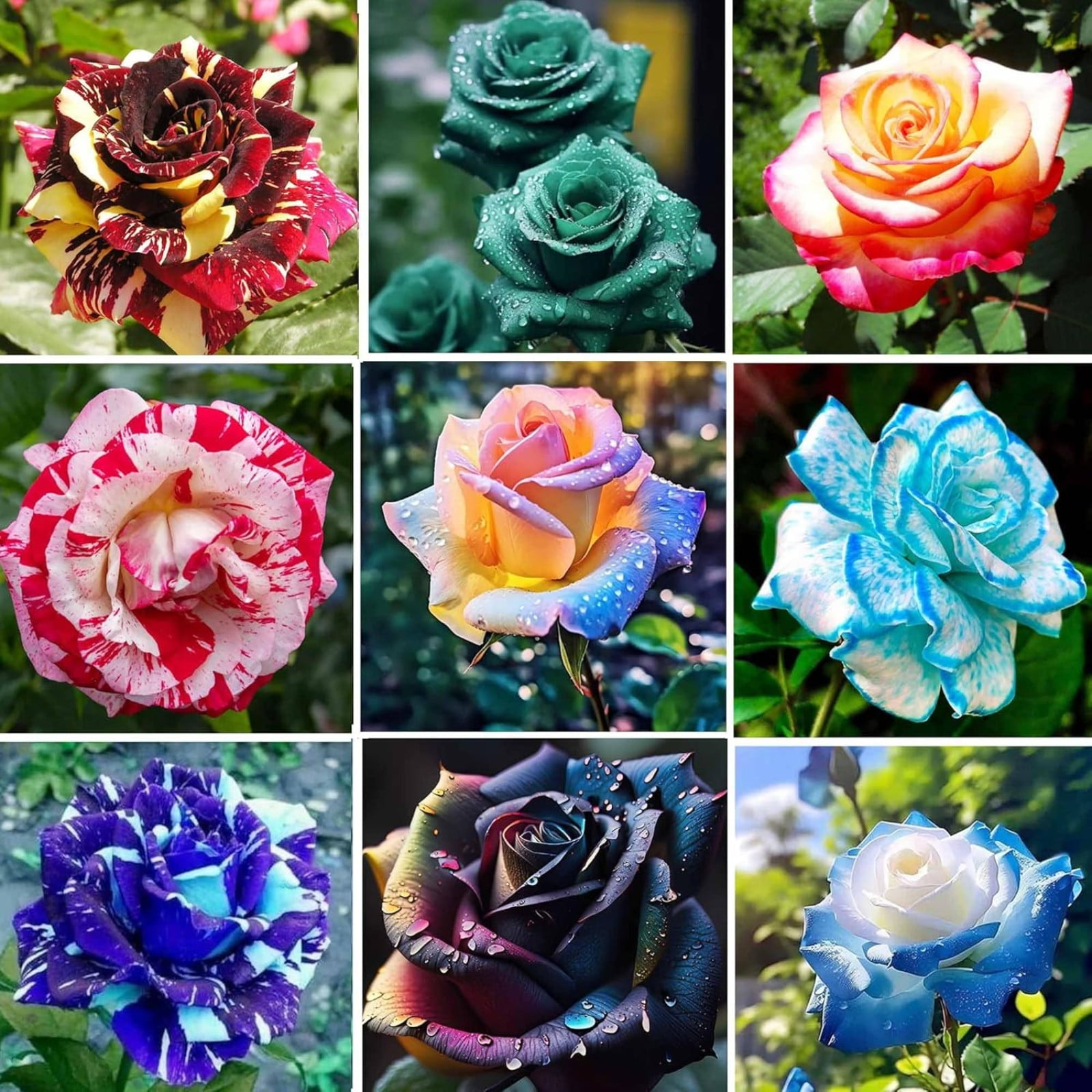 Rose Bulbs For Planting Rose Plants Ready To Plant Rose Bulbs For Sale