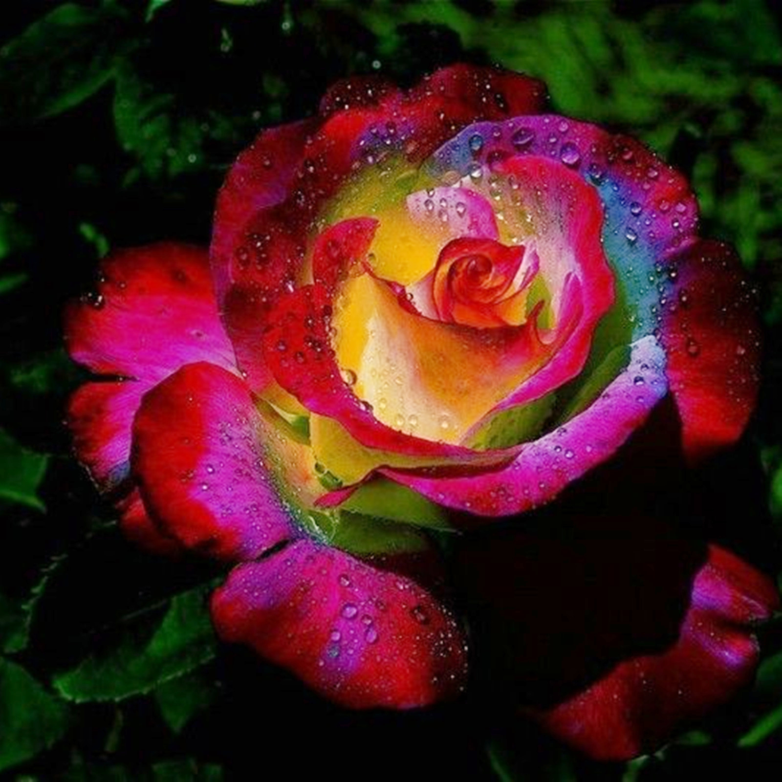 Rose Bulbs Resilient and Captivating Pack Ideal for Garden Borders