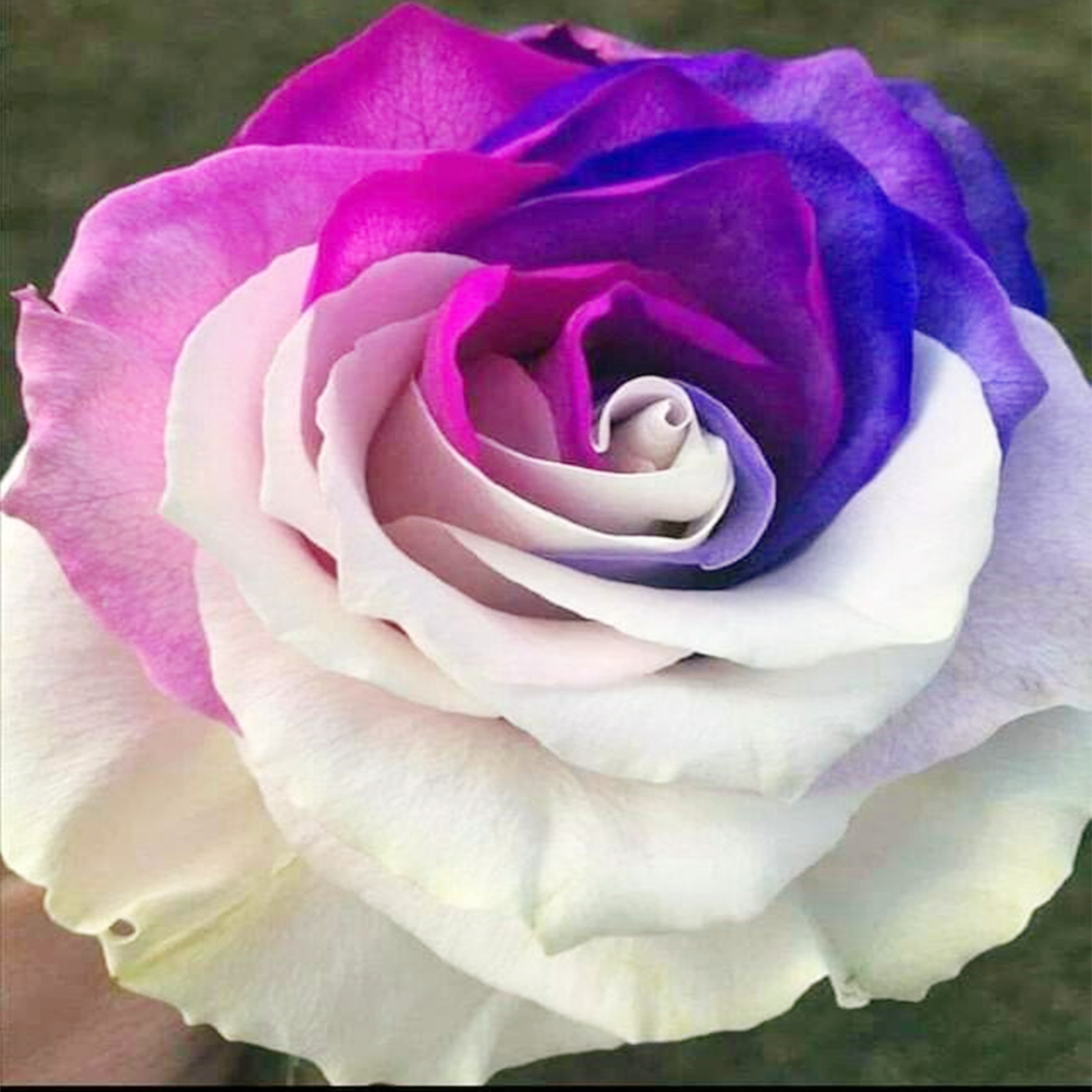 Rose Bulbs Resilient and Captivating Pack Ideal for Garden Borders