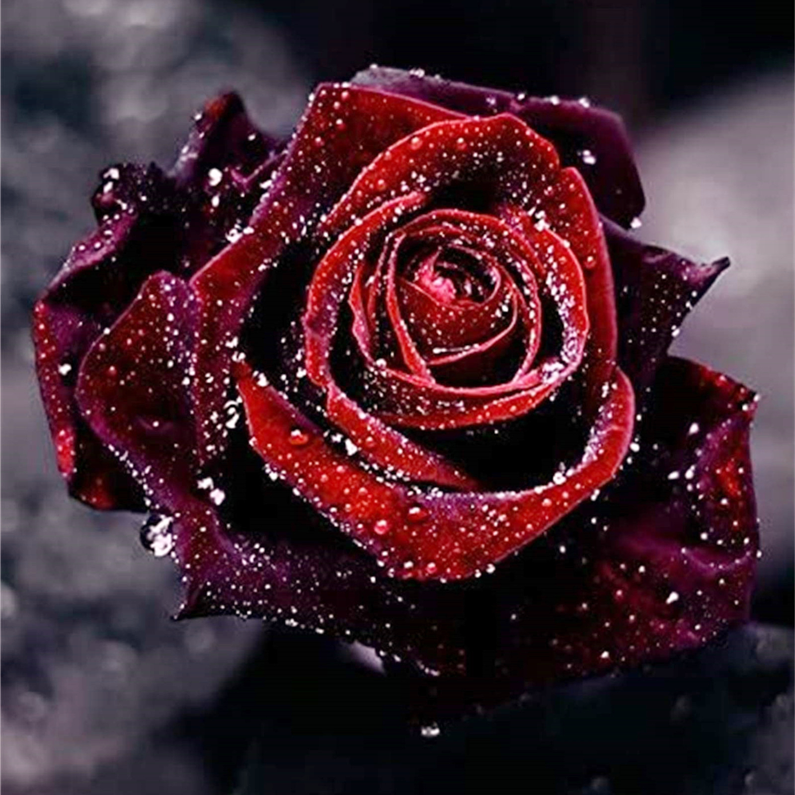 Rose Bulbs Resilient and Captivating Pack Ideal for Garden Borders