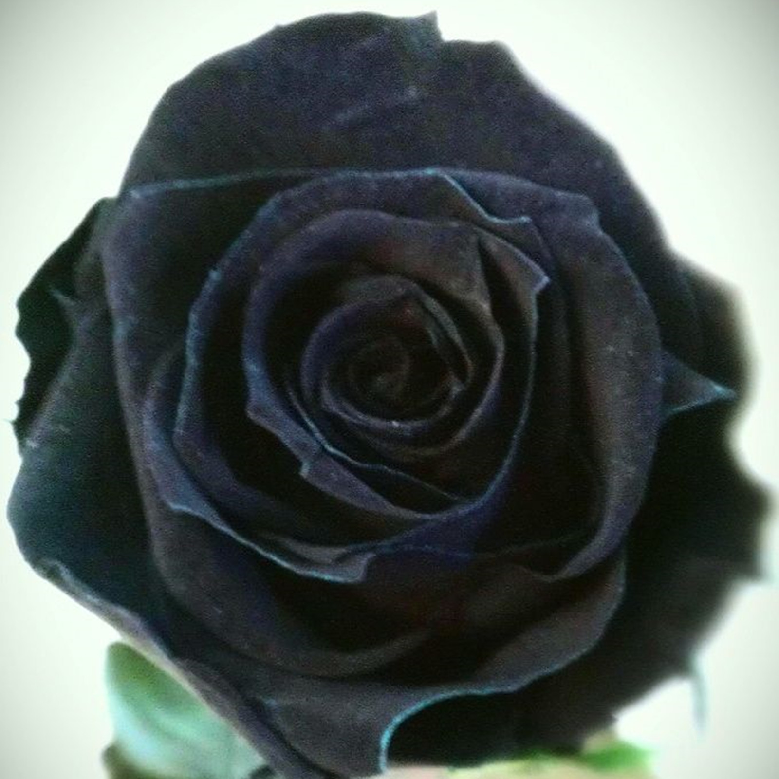 Rose Bulbs ,Rose Bulbs for Planting, Rare Rose Plant , Rose Flower