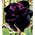 Rose Bulbs ,Rose Bulbs for Planting, Rare Rose Plant , Rose Flower
