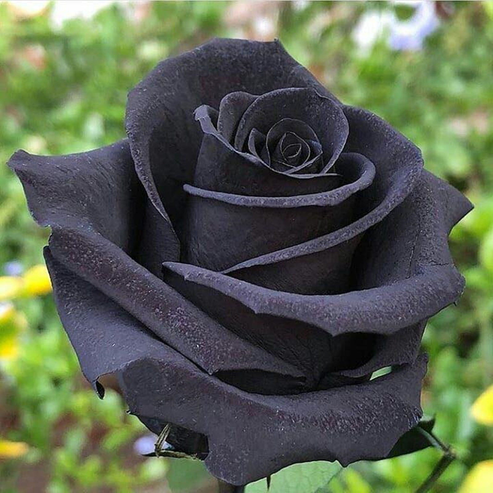 Rose Bulbs ,Rose Bulbs for Planting, Rare Rose Plant , Rose Flower