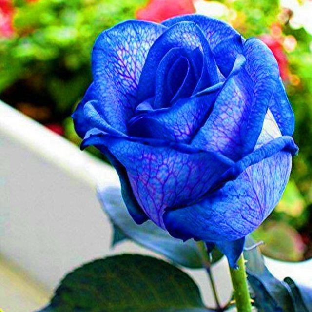 Rose Bulbs Roses Are Highly Adaptable Roses Attract Bees And