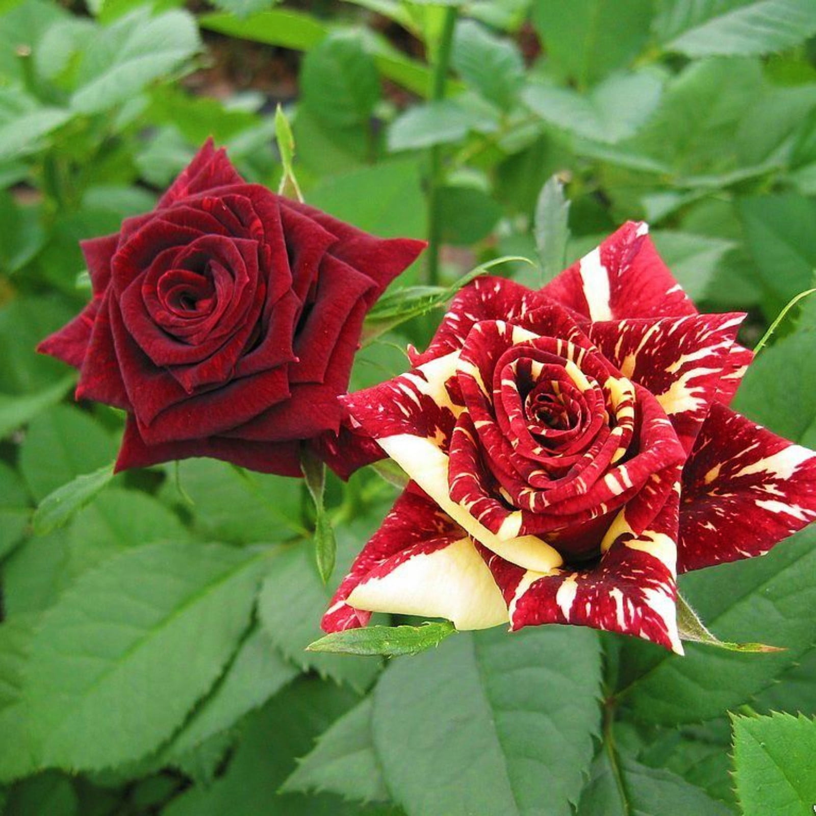 Rose Bulbs Roses Are Suitable for Indoor and Outdoor Gardens Roses Are