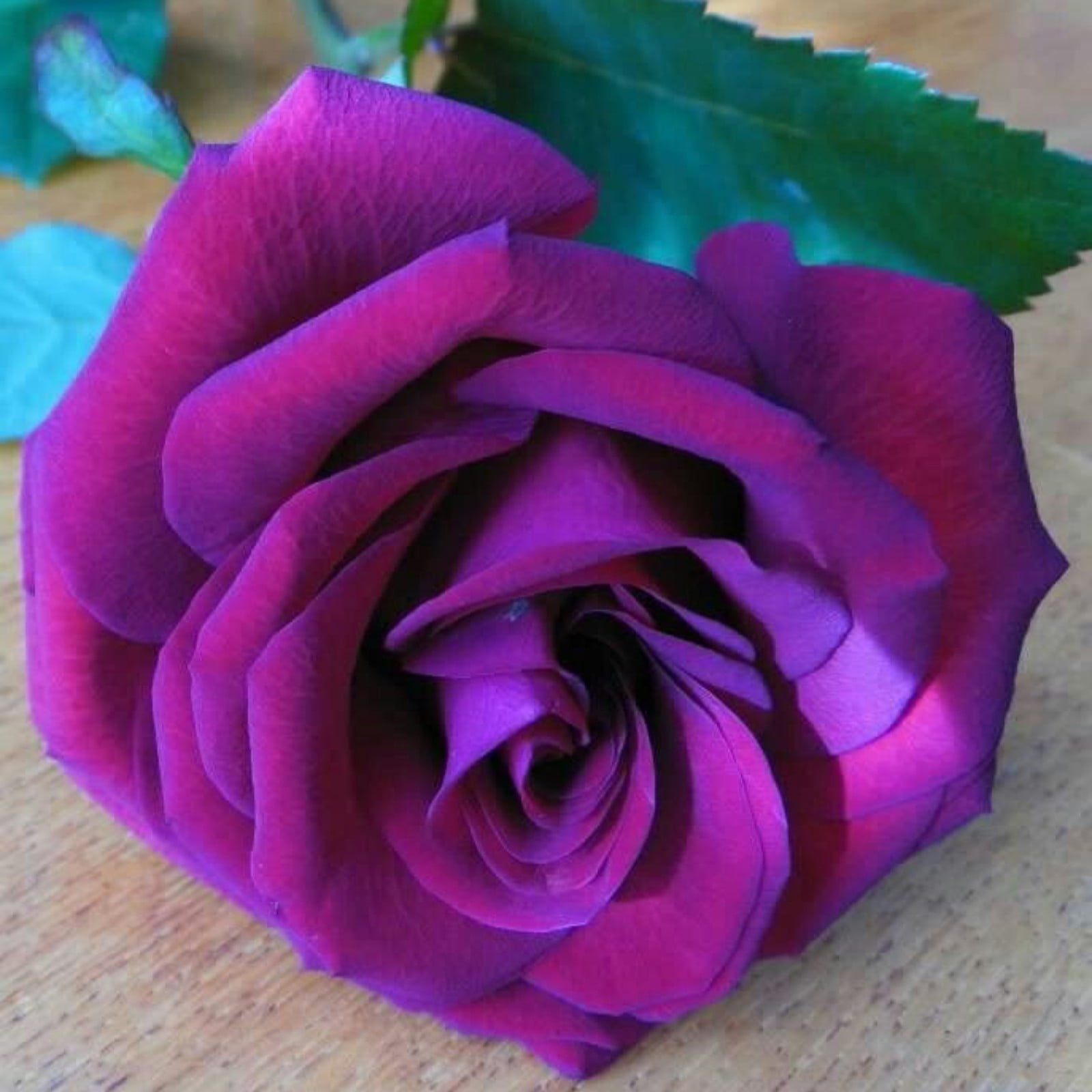 Rose Bulbs Roses Have A Charming Aroma Roses Are Low Maintenance Roses