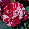 Rose Bulbs for Planting Outdoors Highly Adaptable. Roses Grow