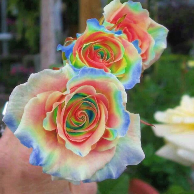 Rose Bulbs for Planting Outdoors Highly Adaptable. Roses Grow