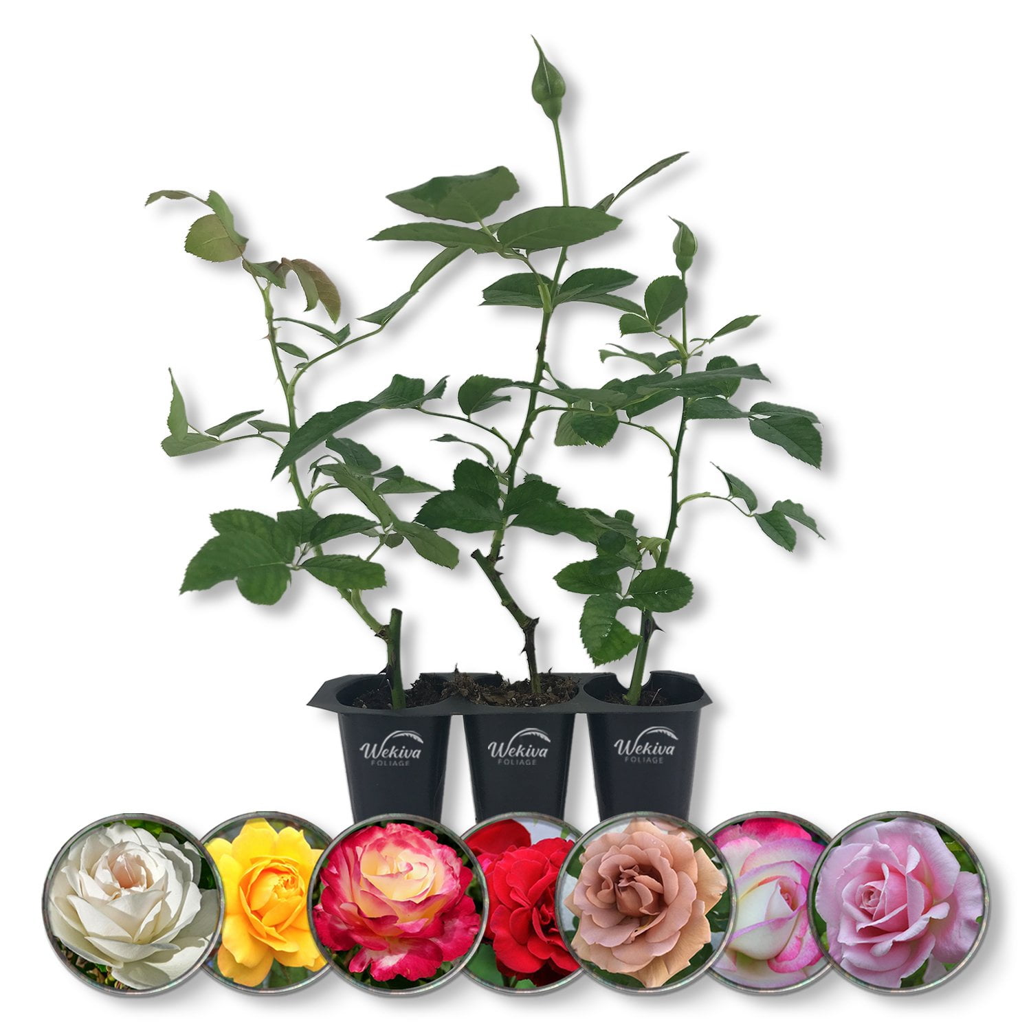 Rose Bush Variety Pack 3 Live Starter Plants in 2 Inch Pots Grower