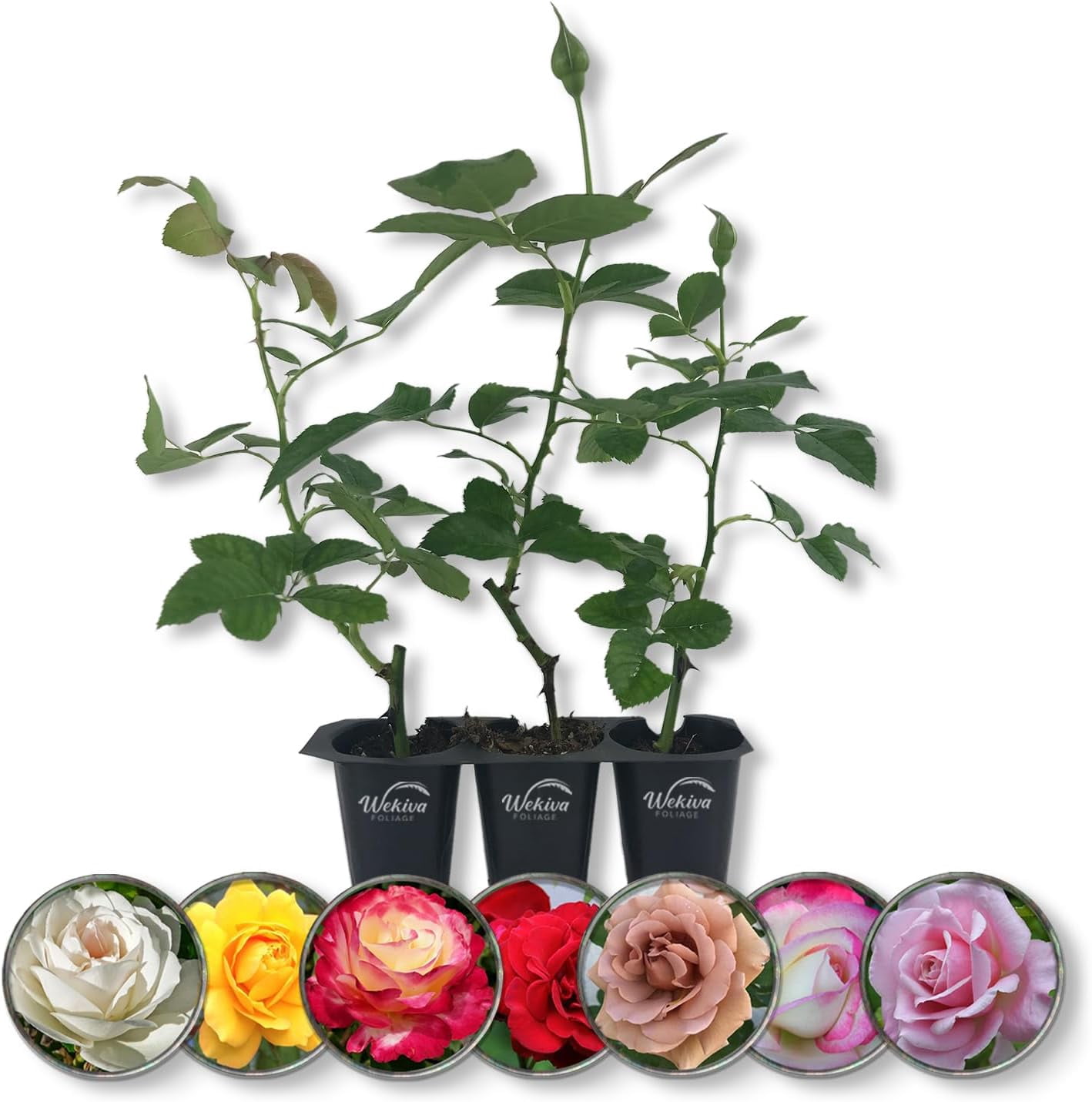 Rose Bush Variety Pack - 3 Live Starter Plants in 2 Inch Pots - Grower ...