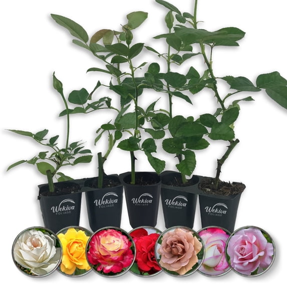 Rose Bush Variety Pack - 5 Live Starter Plants in 2 Inch Pots - Grower ...