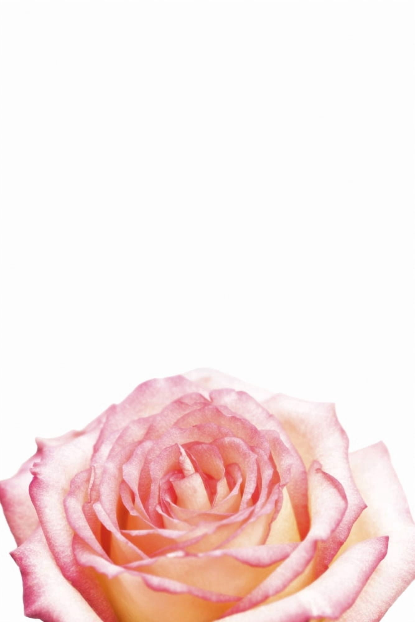 Rose Canvas Art - Chris and Kate Knorr Design Pics (12 x 18)