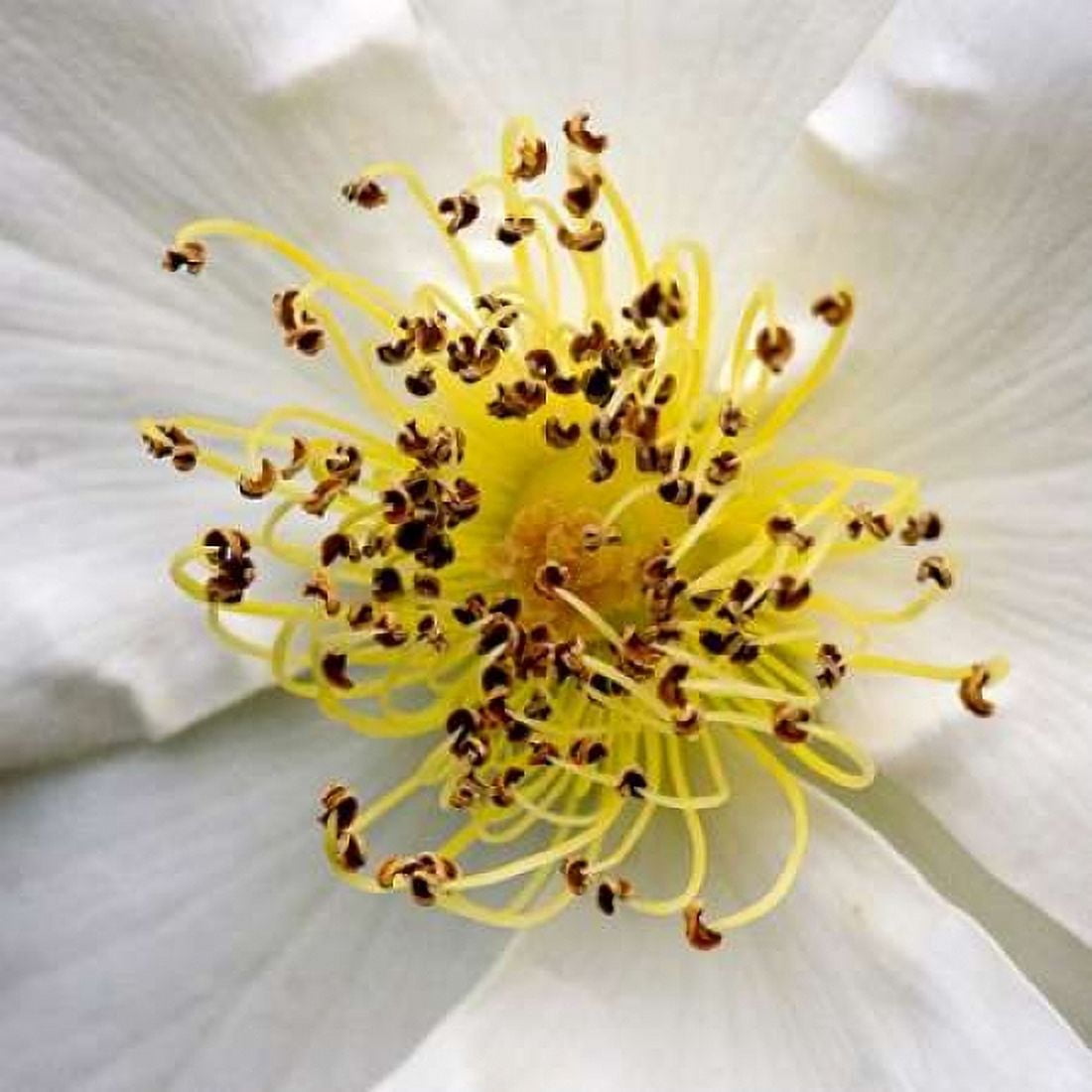 Rose Center Canvas Art - Amber Light Gallery (24 x 24)