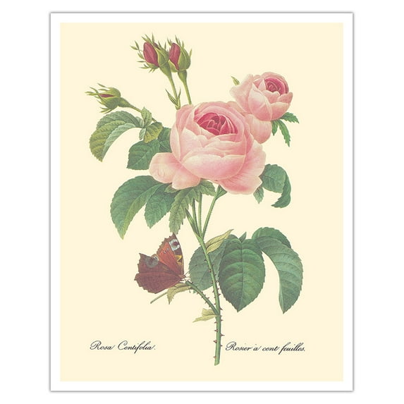 Rose Centifolia (One Hundred-Leaved Rose) - from “Choix des Plus belles Fleurs“ - Vintage Botanical Illustration by Pierre-Joseph Redouté c.1833 - Fine Art Matte Paper Print (Unframed) 16x20in