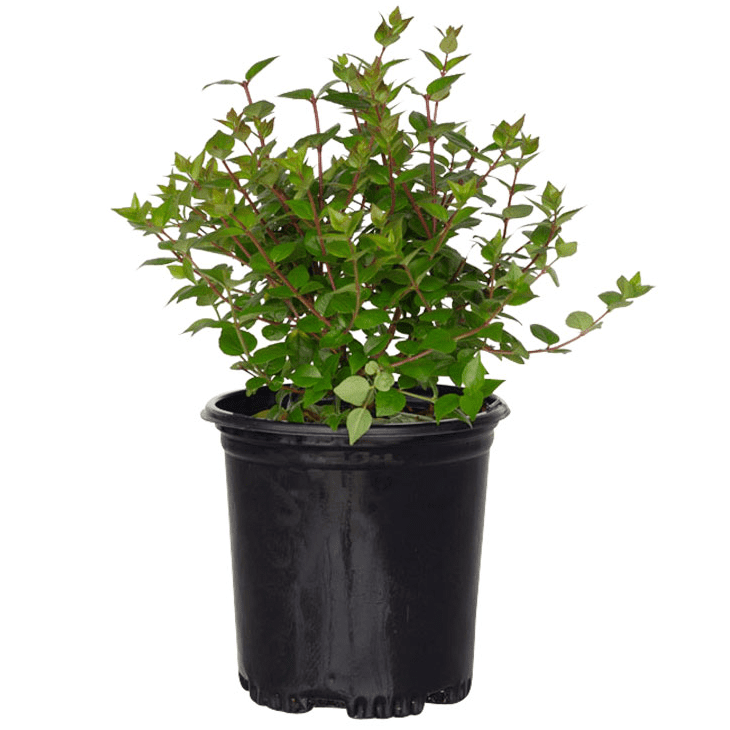 Expert Gardener Rose Creek Abelia (2.5 Qt) Semi-Evergreen Flowering Shrub - Full Sun to Part Sun Live Outdoor Plant