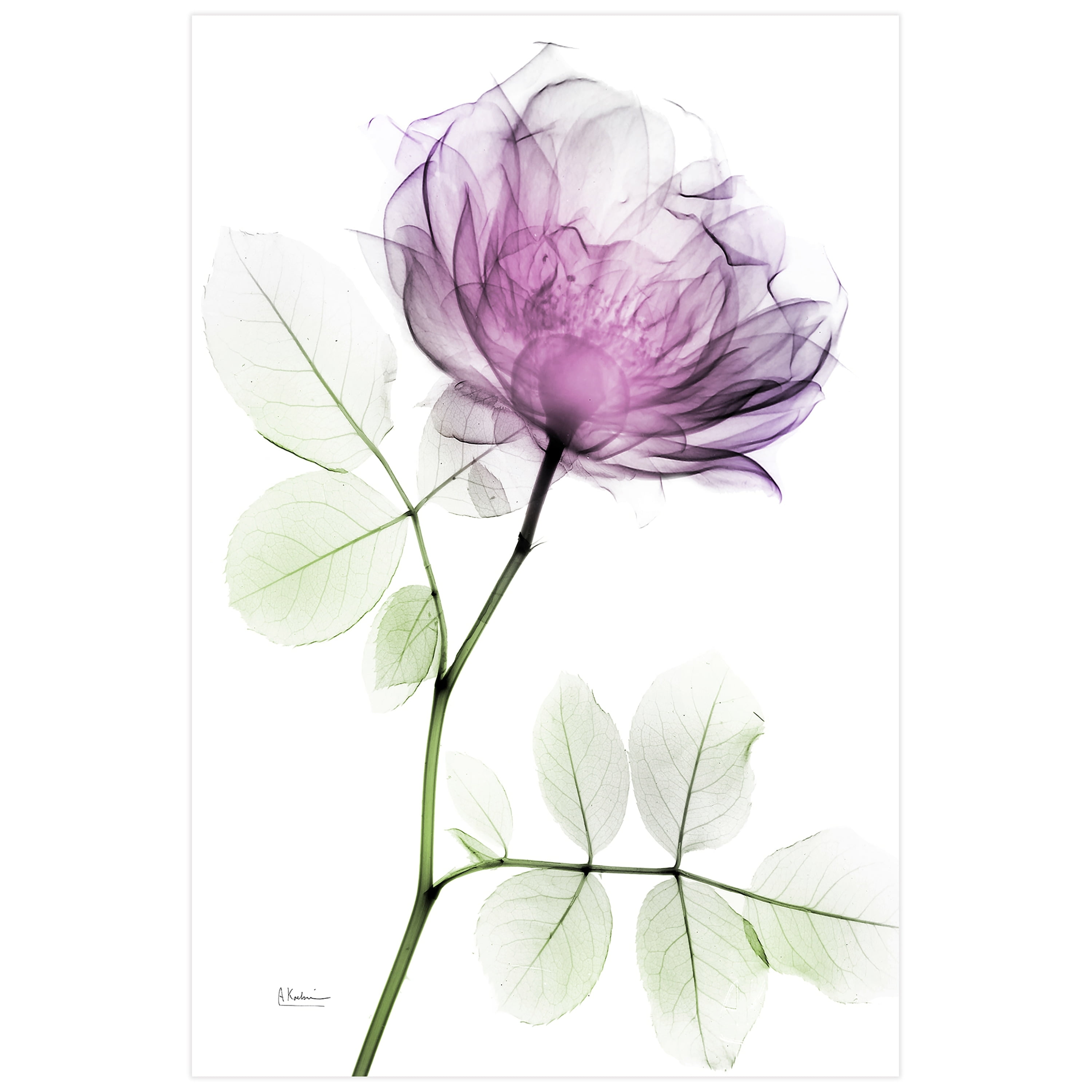 Rose Dynasty 1 Frameless Free Floating 32 in x 48 in Painting Art Prints, by Empire Art Direct