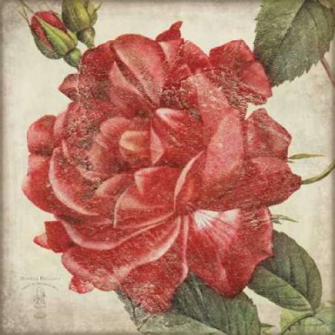 Rose Flower Canvas Art - Stephanie Marrott (24 x 24)
