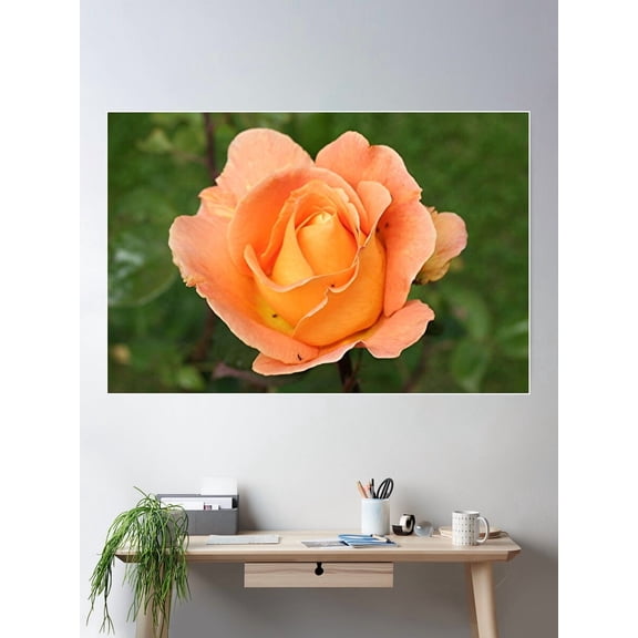 Rose Flower (Orange) In Bloom In Garden Poster Wall Art, Modern Wall Decor For Living Room Bedroom, 8x12 UNFRAMED
