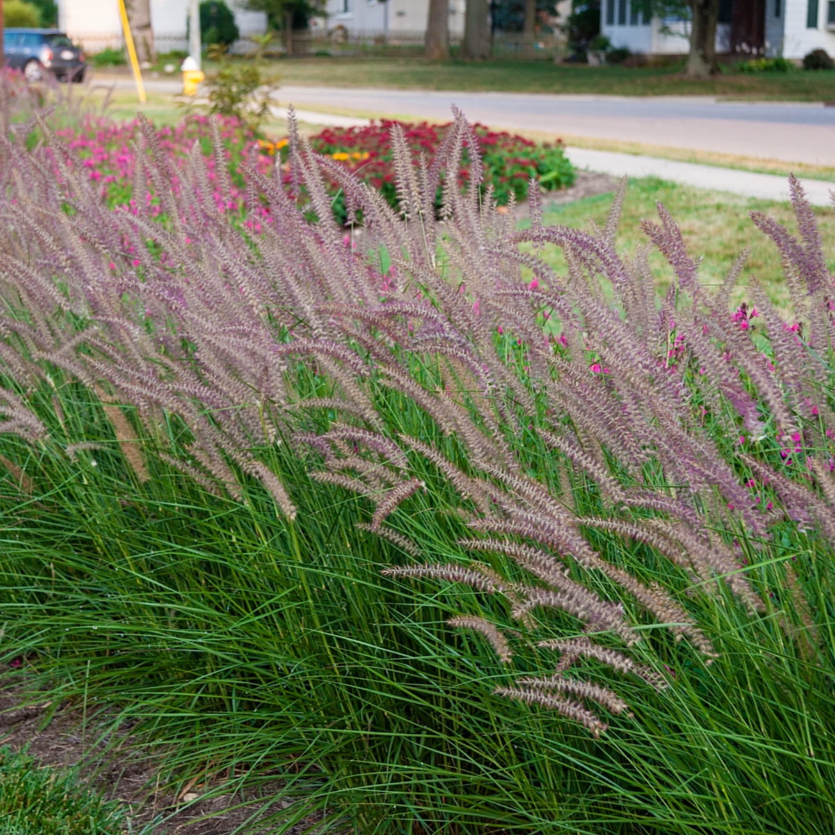 Rose Fountain Grass (Pennisetum), Starter Perennial Plant grown in a 2