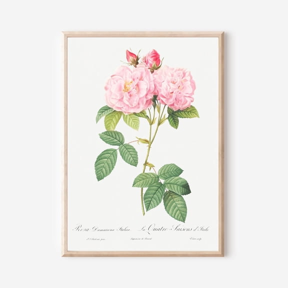 Rose French Botanical Rosa Damascena Botanical Floral Cottage Garden Bedroom Wall Decor Unframed Paper Print