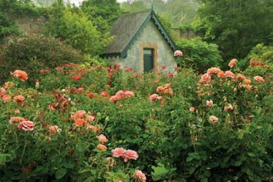Rose Garden Canvas Art - Dennis Frates (24 x 36)