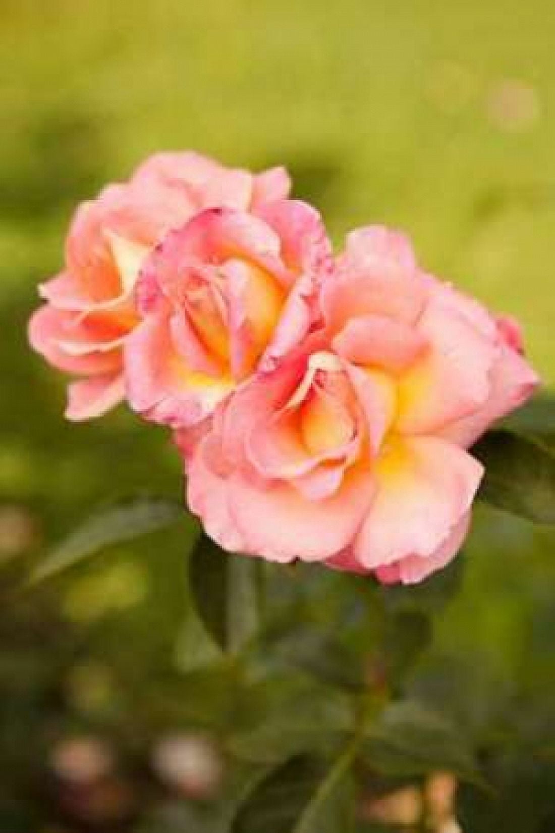 Rose Garden I Canvas Art - Karyn Millet (24 x 36)