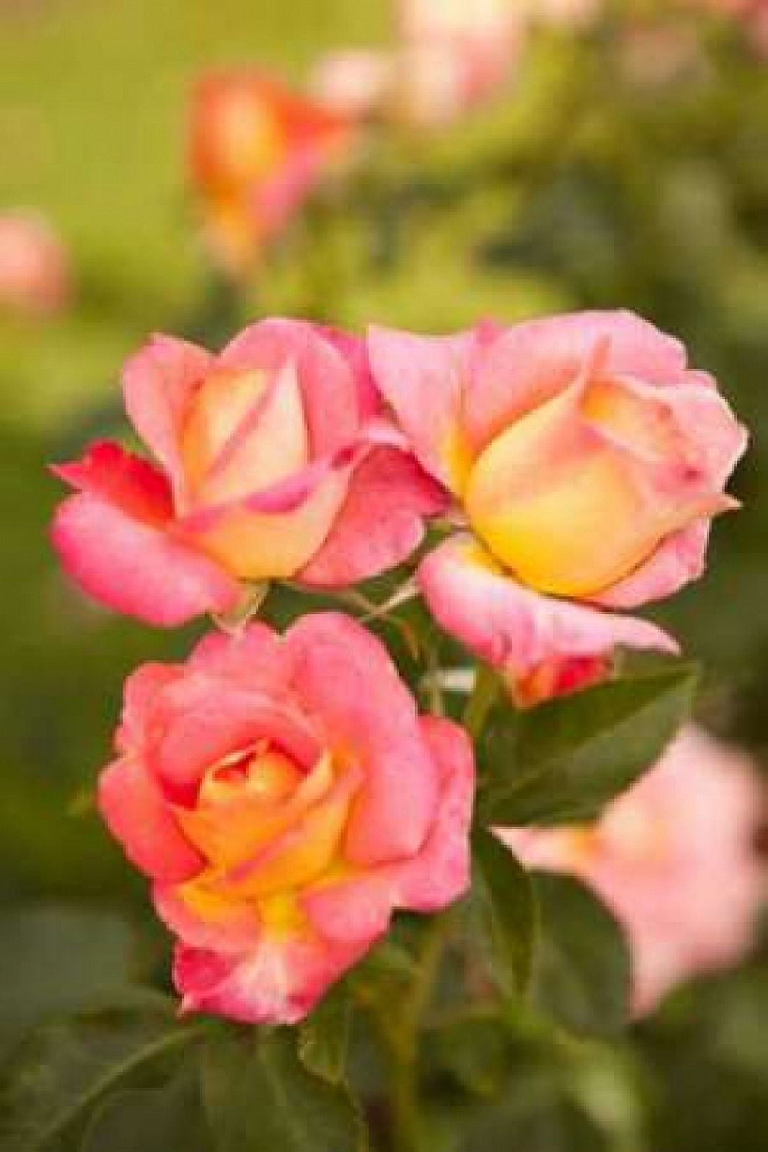 Rose Garden II Canvas Art - Karyn Millet (12 x 18)