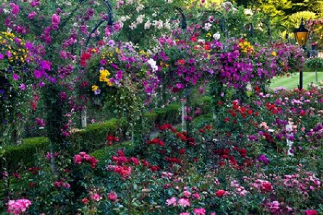 Rose Garden at Butchard Gardens In Full Bloom Victoria British Columbia Canada Canvas Art - Terry Eggers DanitaDelimont (29 x 19)