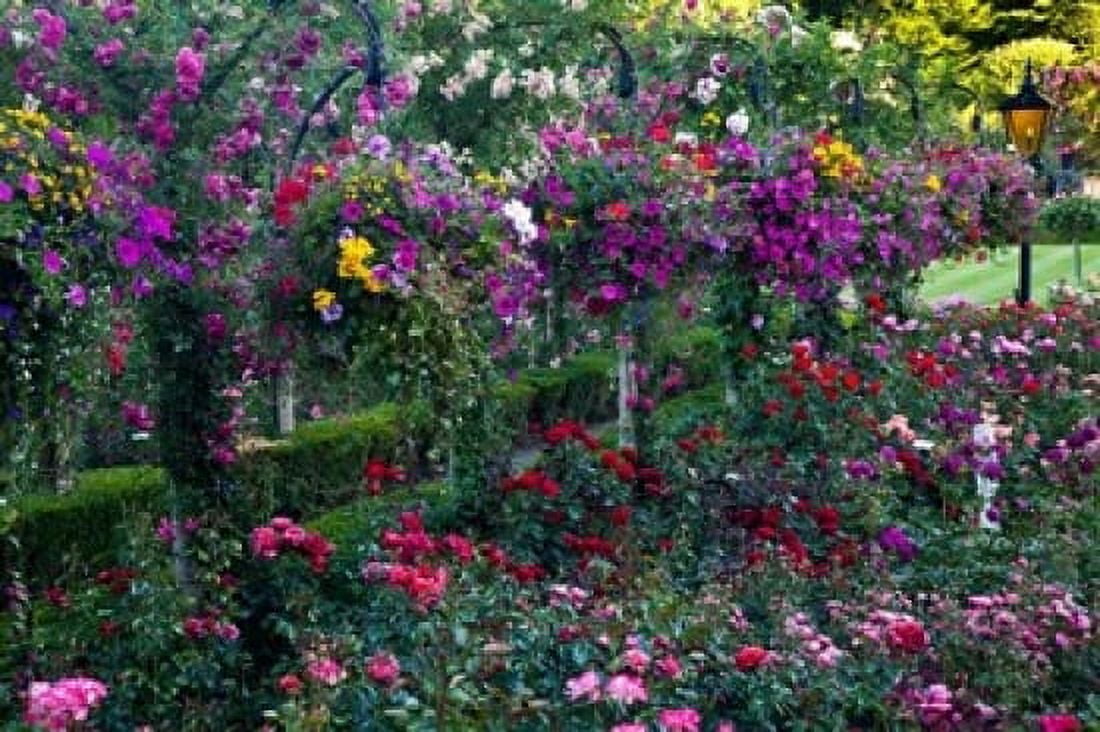 Rose Garden at Butchard Gardens In Full Bloom Victoria British Columbia Canada Canvas Art - Terry Eggers DanitaDelimont (36 x 24)