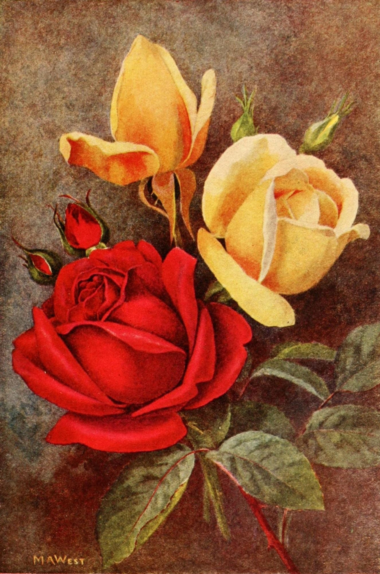 Rose Gardening 1922 Duchess of Wellington & Hugh Dickson Canvas Art - Maud Astley West (24 x 36)
