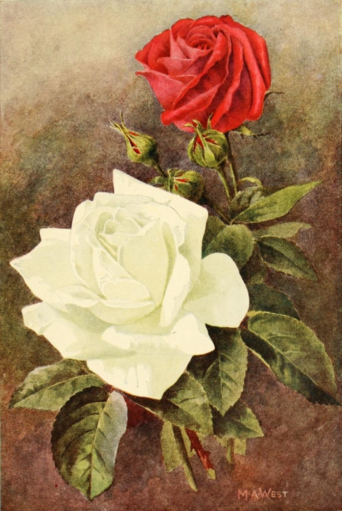 Rose Gardening 1922 Frau Karl Druschki & Ulrich Brunner Canvas Art - Maud Astley West (24 x 36)