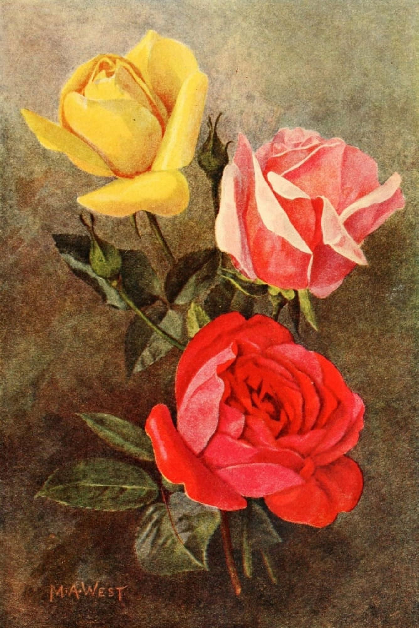 Rose Gardening 1922 Golden Emblem Lady Alice Stanley & Gen McArthur Canvas Art - Maud Astley West (18 x 24)