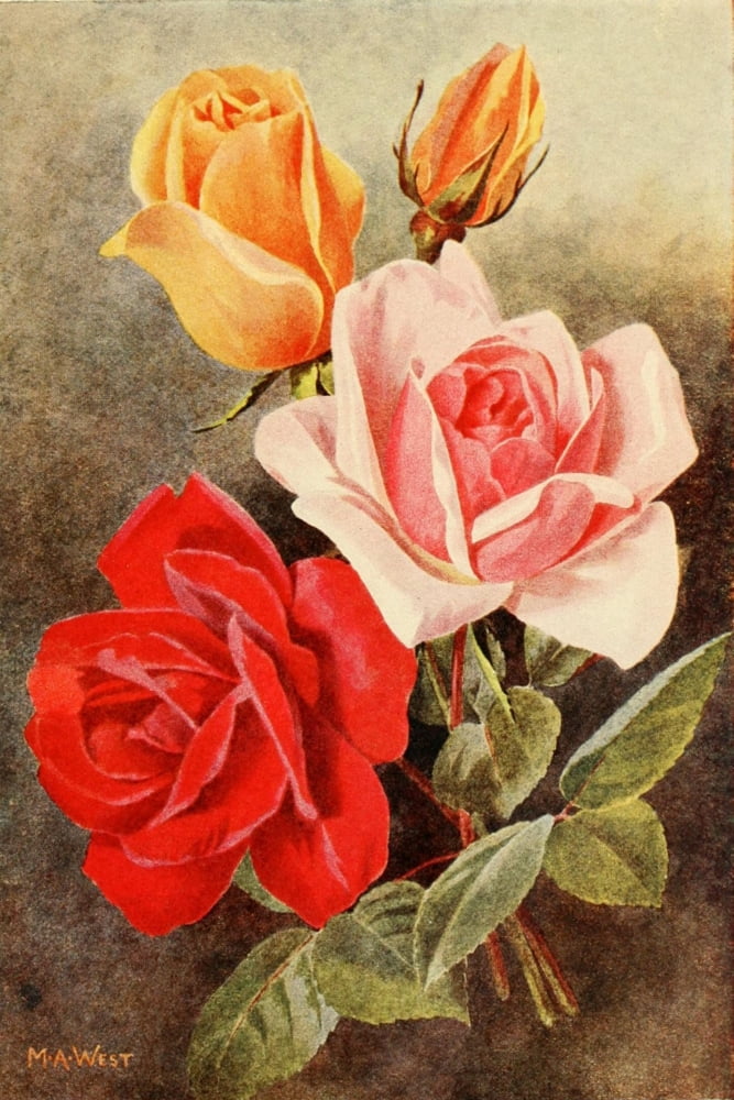 Rose Gardening 1922 Lady Hillingdon Joseph Lowe Richmond Canvas Art - Maud Astley West (24 x 36)